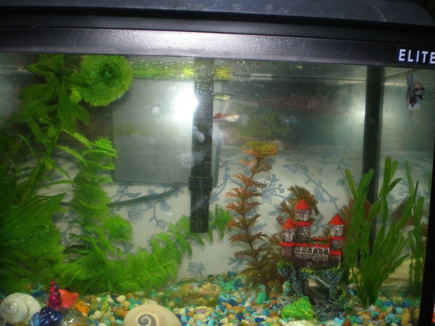Rated #3892: 10 Gallons Freshwater Fish Tank - This is my 5 gallon fish tank. It houses a Beta, 2 Guppies(one died:'(. used to have 3) 2 African Dwarf frogs and a Common Pleco.