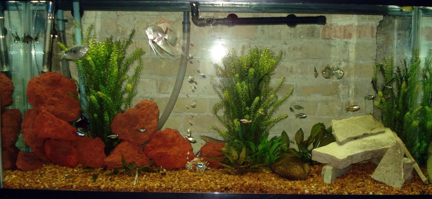 Rated #3249: 60 Gallons Freshwater Fish Tank - My Community Tank, 60 gallon, ENJOY!