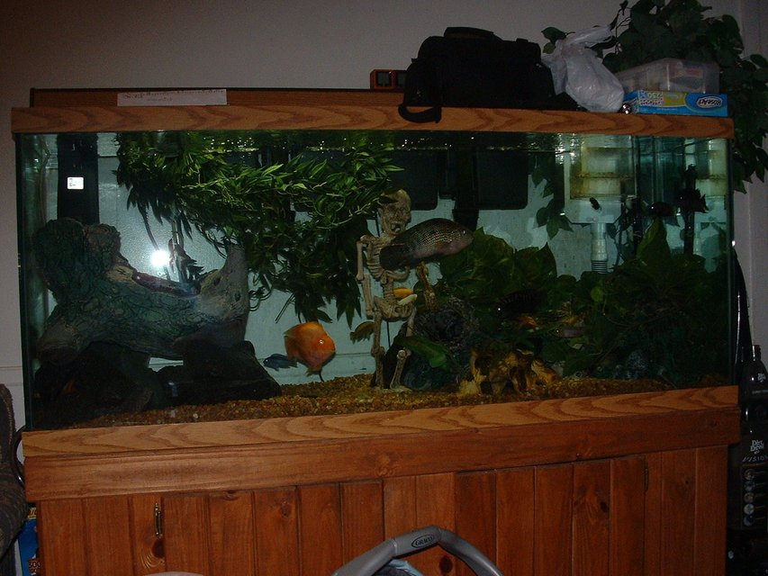 Rated #2605: 120 Gallons Freshwater Fish Tank - jack dempsey