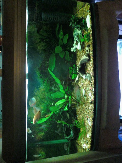 Rated #2944: 120 Gallons Freshwater Fish Tank - my 3 foot tank filled with plants rocks and driftwood,

fish =4 yellow tail acei's, gourami's,discus, electric bluefryy, common plecos, bristlenose catfish and cory doras and i think there is more i have most probly forgot some