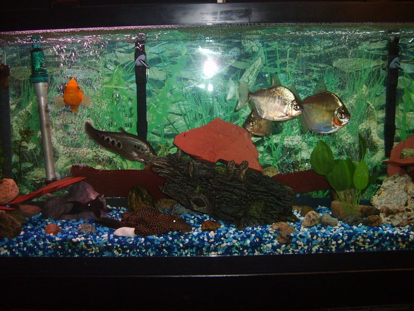 Rated #2732: 55 Gallons Freshwater Fish Tank - 55 gallon fresh water  tank