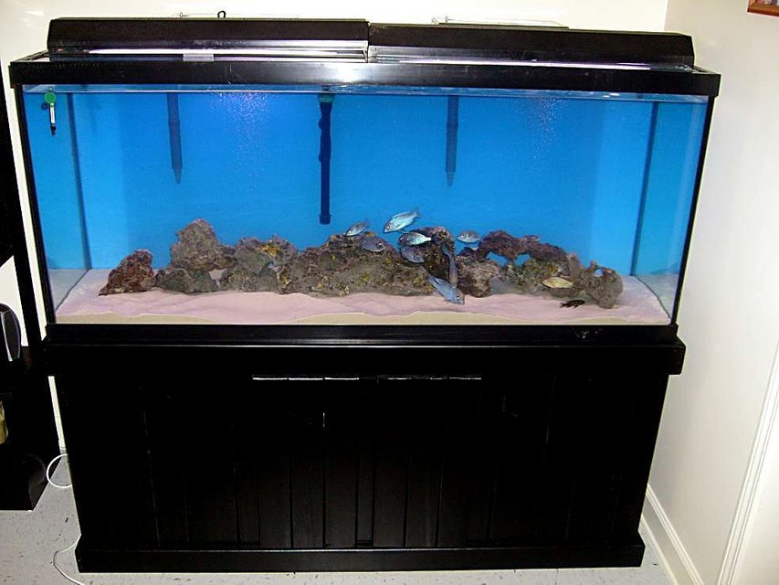 Rated #3588: 120 Gallons Freshwater Fish Tank - 120 tall, with malawis