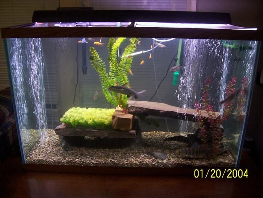 Rated #3681: 150 Gallons Freshwater Fish Tank - 150 gallon brackish fish tank pea gravel base large river rock and slate pieces.