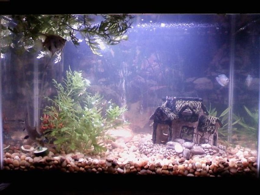 Rated #3717: 20 Gallons Freshwater Fish Tank - It's hard to see the fish, the ornament hiding behind the bush, the rock in the center of the tank, and the bush hiding behind the house trying to get bigger but they're there. I'm trying to find the perfect plant to put next the house to mimic a bush or tree but still haven't found one I want.