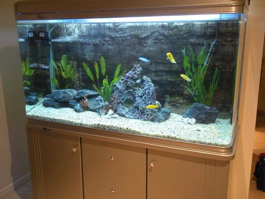 Rated #1193: 66 Gallons Freshwater Fish Tank - My 66gallon/250 liter African Cichlid tank. My first cichlid tank. 

4 Electric Yellows 
2 Electric blues 
1 Red empress male  
1 Synodontis catfish 
1 Red jewel cichlid
