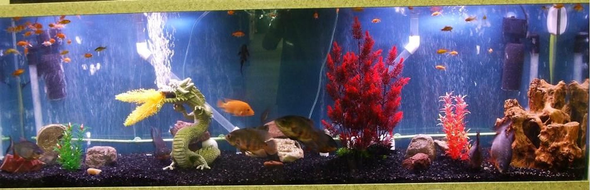 Rated #2926: 125 Gallons Freshwater Fish Tank - My work in progress.