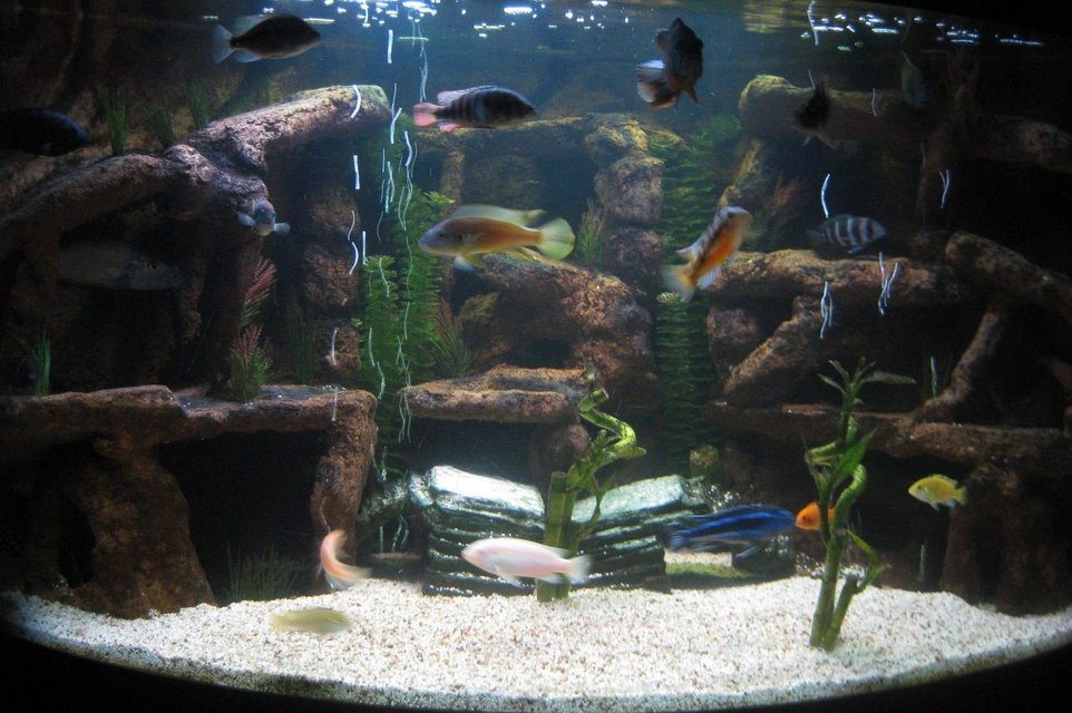 Rated #410: 100 Gallons Freshwater Fish Tank - 100 Gallon aquarium, custom 3D back ground feature with an assortment of african cichlids