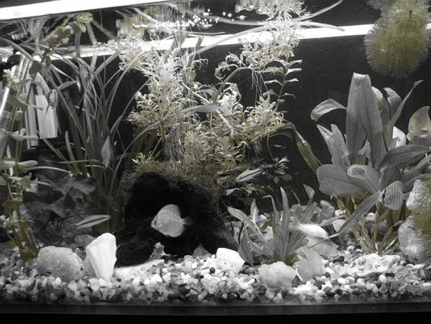 Rated #3323: 12 Gallons Freshwater Fish Tank - Aquarium in monochrome