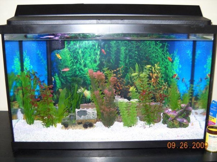 Rated #3129: 29 Gallons Freshwater Fish Tank - white gravel, plastic plants except for one.  WWII decor [a sunken plane, truck, submarine, and aircraft carrier.  4 glofish, 4 zebra danios, one betta fish, and 2 panda cories.  thinking about getting a snail.