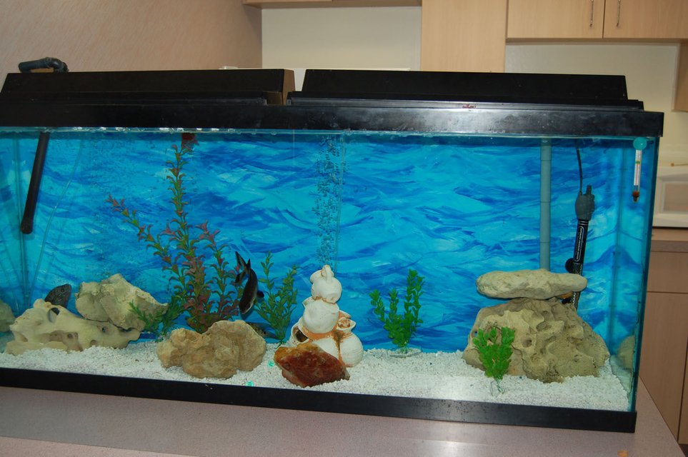 Rated #3782: 55 Gallons Freshwater Fish Tank - just setting up my 55g. more fish to be added
if you're going to rate it a 0, just skip please. no need for negativity