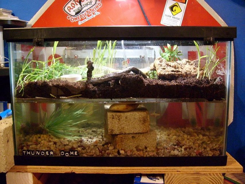 Rated #3675: 10 Gallons Freshwater Fish Tank - tank full view of both ecosystems