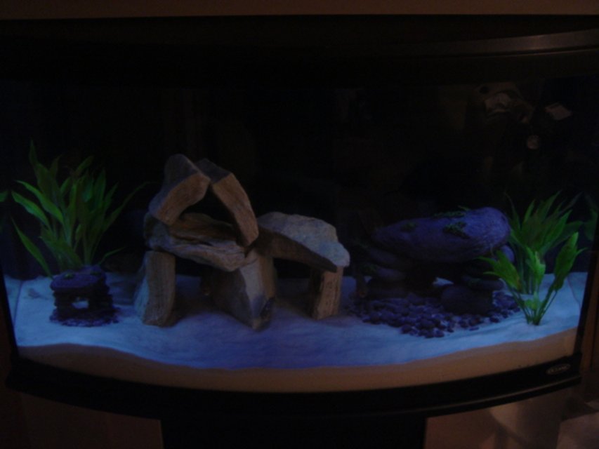 Rated #3806: 46 Gallons Freshwater Fish Tank - 46 Gal Bowfront.