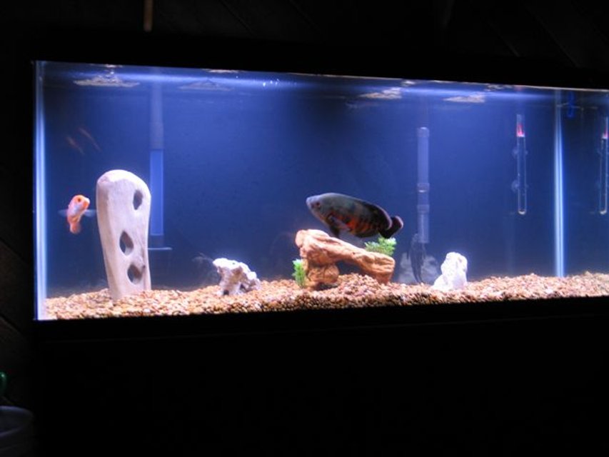 Rated #3769: 55 Gallons Freshwater Fish Tank - Picture of my Osacr & Red Devil