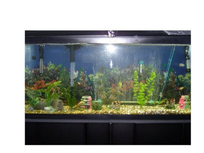 Rated #3837: 55 Gallons Freshwater Fish Tank - 55 gal fresh water