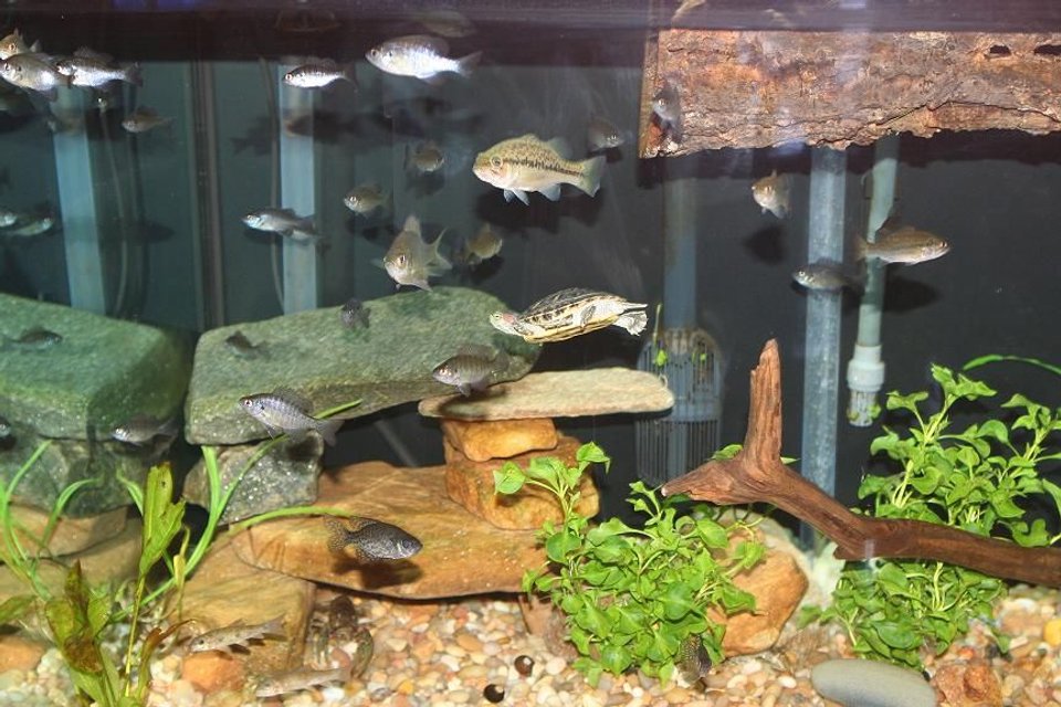 Rated #1567: 120 Gallons Freshwater Fish Tank - one more overall shot