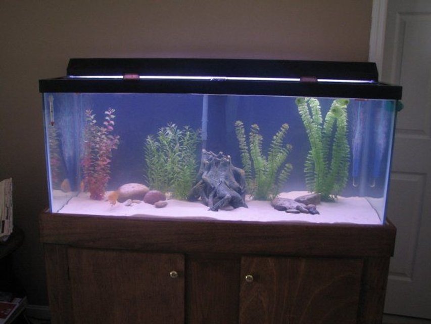 Rated #2821: 75 Gallons Freshwater Fish Tank - This is my remodeled 75 gallon freshwater tank.