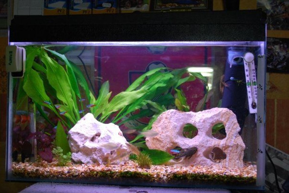 Rated #2660: 15 Gallons Freshwater Fish Tank - My tanks current setup.