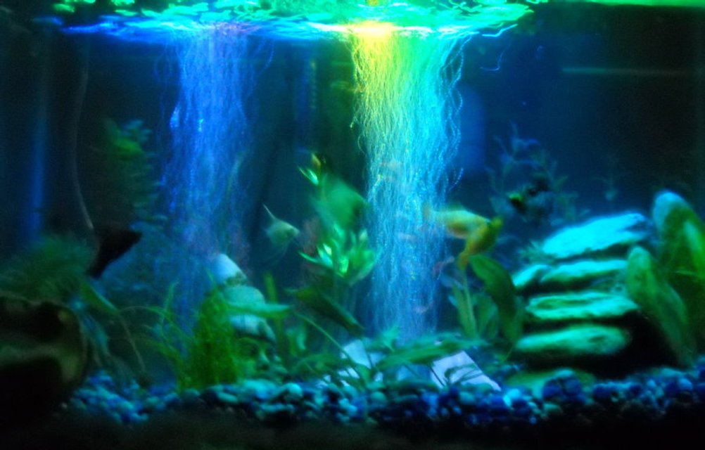 Rated #2889: 10 Gallons Freshwater Fish Tank - my fish tank's night affect