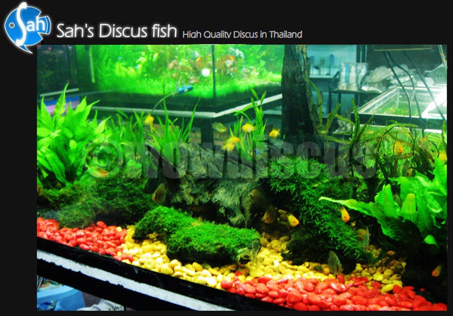 Rated #2862: 50 Gallons Freshwater Fish Tank - My happy wonderful tank, I put 2.5" and 3" discus in the tank and seem they are happier than living at farm :) i'm invite you all to visit the discus fish at my farm too, anyway please comment my tank
