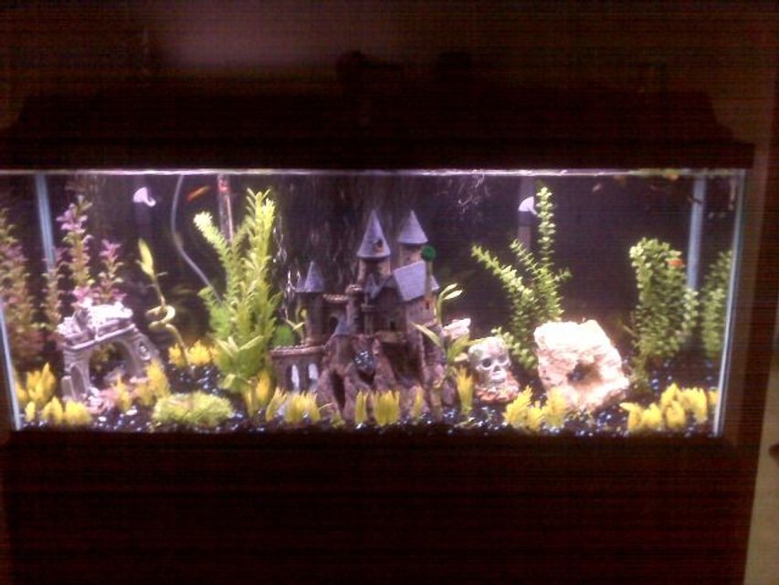 Rated #3343: 55 Gallons Freshwater Fish Tank - 55 Gallon Guppy Tank.
Dual Bio-Wheel Filters
Hydor Heater
Toufa Stone, Bamboo, and other live plants.  Lemon Guppies, Half Blacks, Endlers Live Bearers.