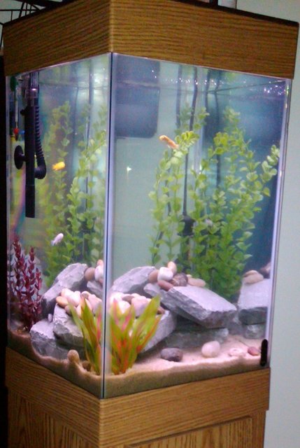 Rated #3321: 15 Gallons Freshwater Fish Tank - 15gal Cube Style Cichlid Tank