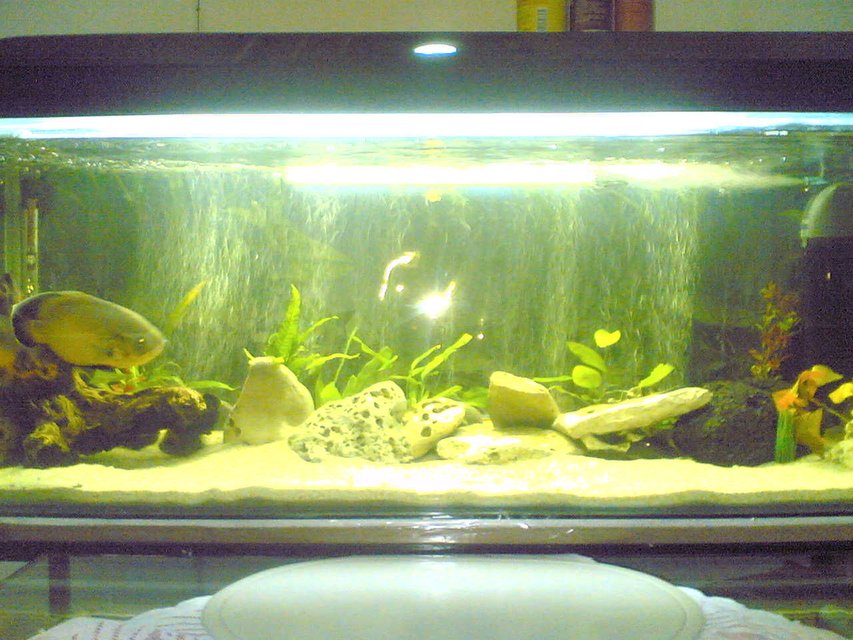 Rated #3786: 55 Gallons Freshwater Fish Tank - my 55gal oscar tank busy upgrading too a 150gal