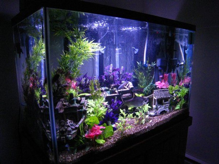 Rated #422: 120 Gallons Freshwater Fish Tank - 120g Tank