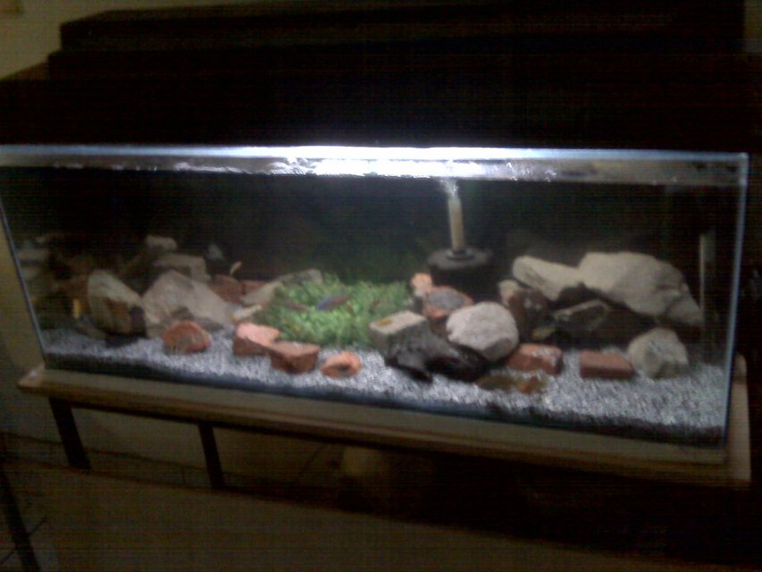 Rated #3211: 55 Gallons Freshwater Fish Tank - almost done just a few more plants