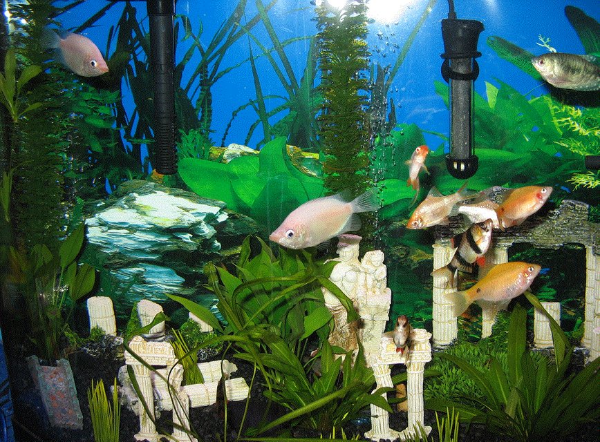 Rated #3033: 26 Gallons Freshwater Fish Tank - My fish tank yey