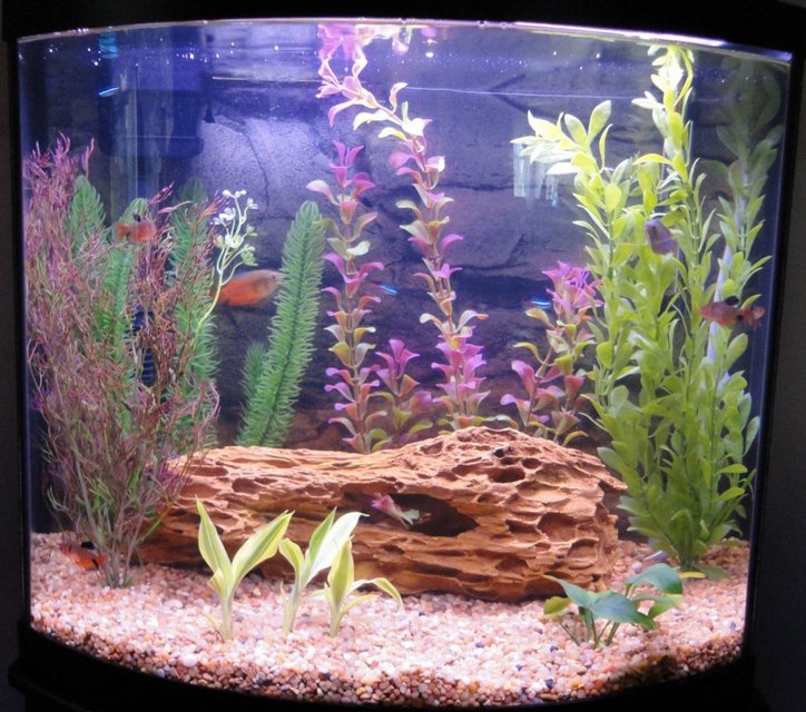 Rated #1638: 16 Gallons Freshwater Fish Tank - 16 gallon bow (April 01, 2010)