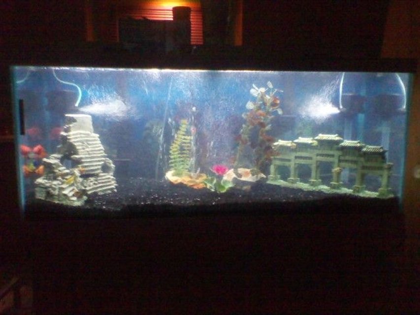 Rated #3549: 75 Gallons Freshwater Fish Tank - full view of my tank at night with the light on also u can see i think 2 parrot fish to the left