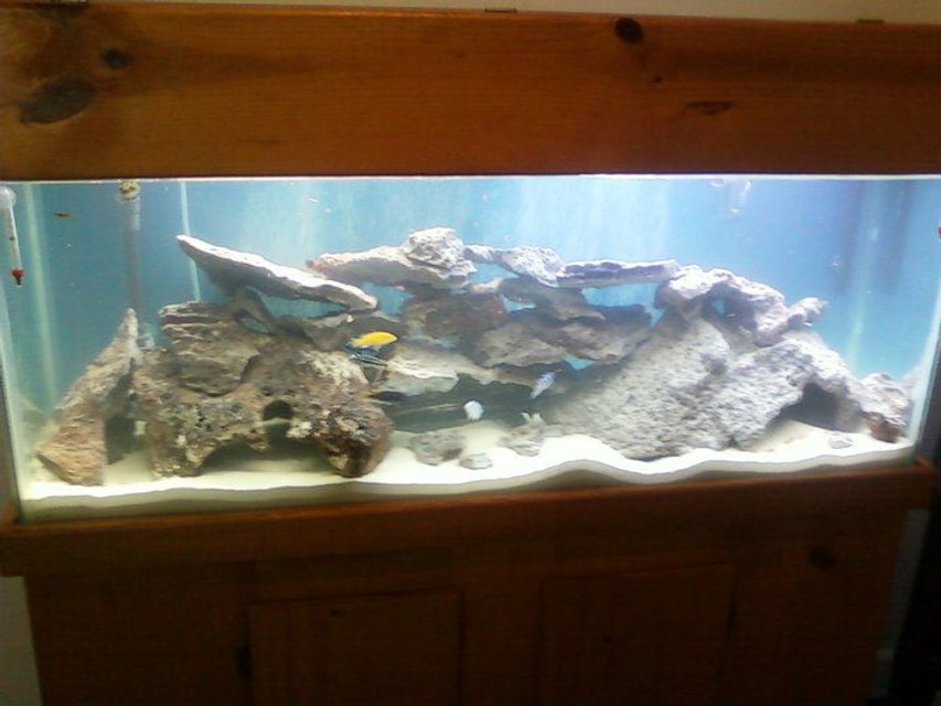 Rated #1699: 55 Gallons Freshwater Fish Tank - Fish Tank