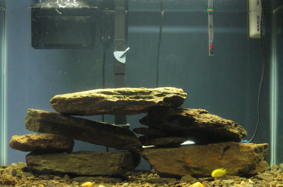 Rated #4097: 55 Gallons Freshwater Fish Tank - my cichlid tank