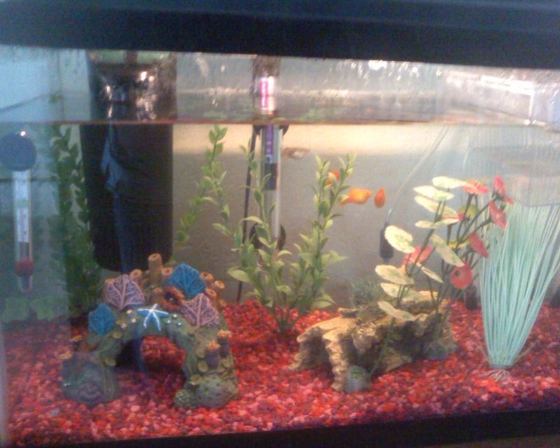 Rated #4174: 10 Gallons Freshwater Fish Tank - -1 female red wag platy
-1 female mickey mouse platy
-1 male sunset fire platy
-1 female guppy