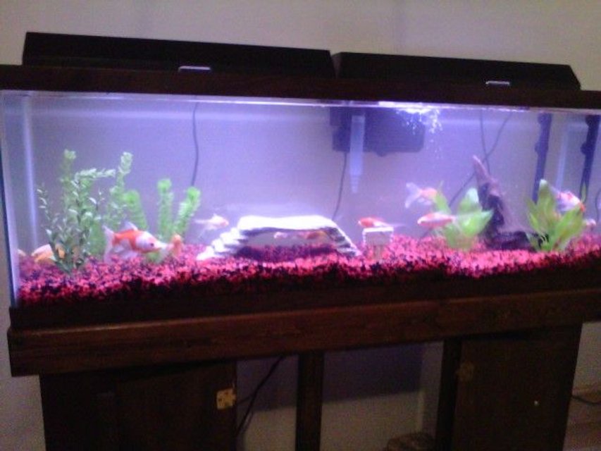 Rated #351: 55 Gallons Freshwater Fish Tank - Phase 1....I know it's cheesy