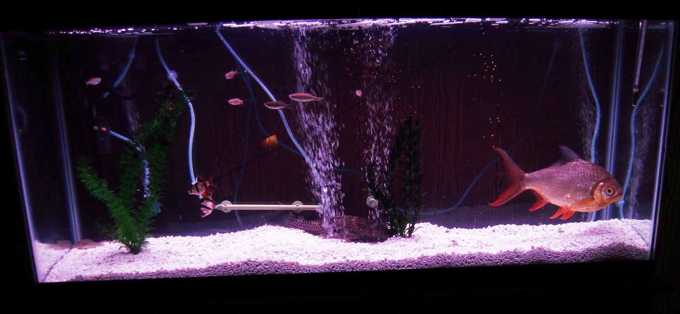 Rated #3420: 55 Gallons Freshwater Fish Tank - new 55g setup with 14yr old finfoil barb