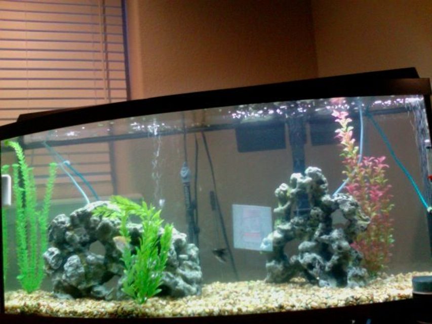 Rated #2923: 75 Gallons Freshwater Fish Tank - newest photo...not a great one though.
