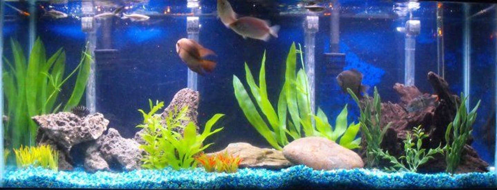 Rated #1326: 55 Gallons Freshwater Fish Tank - My new world cichlid tank.