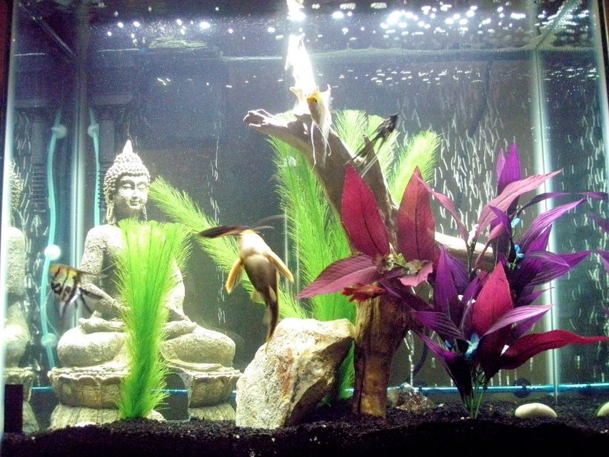 Rated #2206: 30 Gallons Freshwater Fish Tank - after substrate change-out today