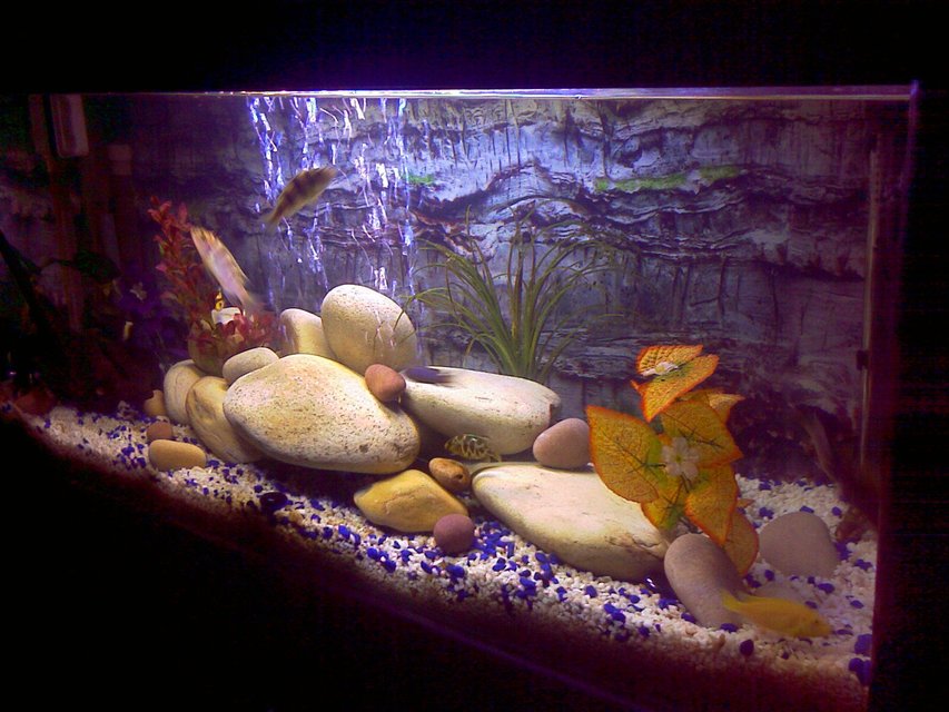 Rated #130: 30 Gallons Freshwater Fish Tank - happy fish happy me