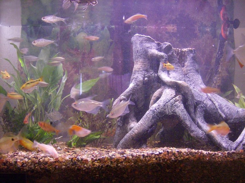 Rated #1695: 35 Gallons Freshwater Fish Tank - Tropical community