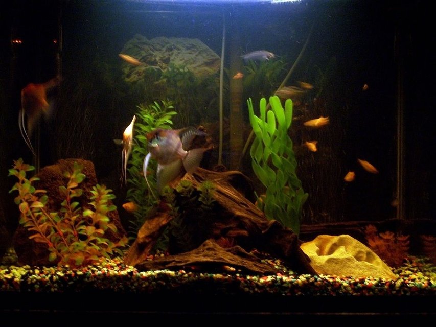 Rated #1680: 60 Gallons Freshwater Fish Tank - any tips on a kind of substrate that would look better?