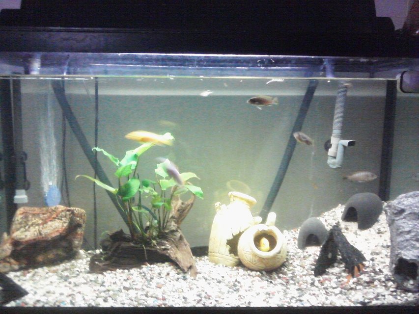 Rated #3826: 55 Gallons Freshwater Fish Tank - 1 year old