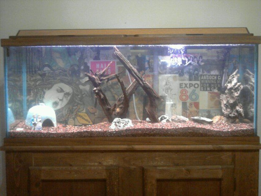 Rated #3584: 55 Gallons Freshwater Fish Tank - Lights on. Not glamorous, but not exactly fugly for a hand-me-down tank...