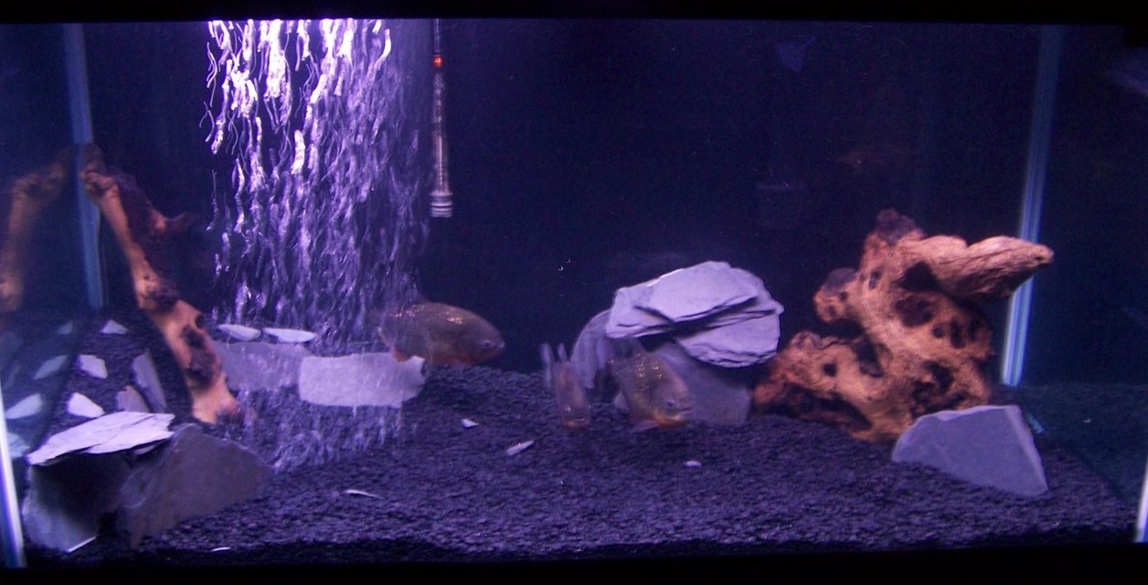 Rated #2118: 120 Gallons Freshwater Fish Tank - 120 Gal Tank 48x24x24 , 1 Lg & 1 Med African Drift Wood, 2 caves made of Sleigh Rock, 1 Lg. Marine Filter, 1 Heater for 100 gal + tank, 100 lbs of Black Gravel, 2 x Whisper 100 Air Pumps, 1 x 48 inch Blue Moonlight Strip, 1 x 48 inch Twin Fluerescent Lights

Occupants: 2 x 8 inch Red Belly Piranhas (Males) and 1 x 9 inch Red Belly Piranha (Female who is Spawning)