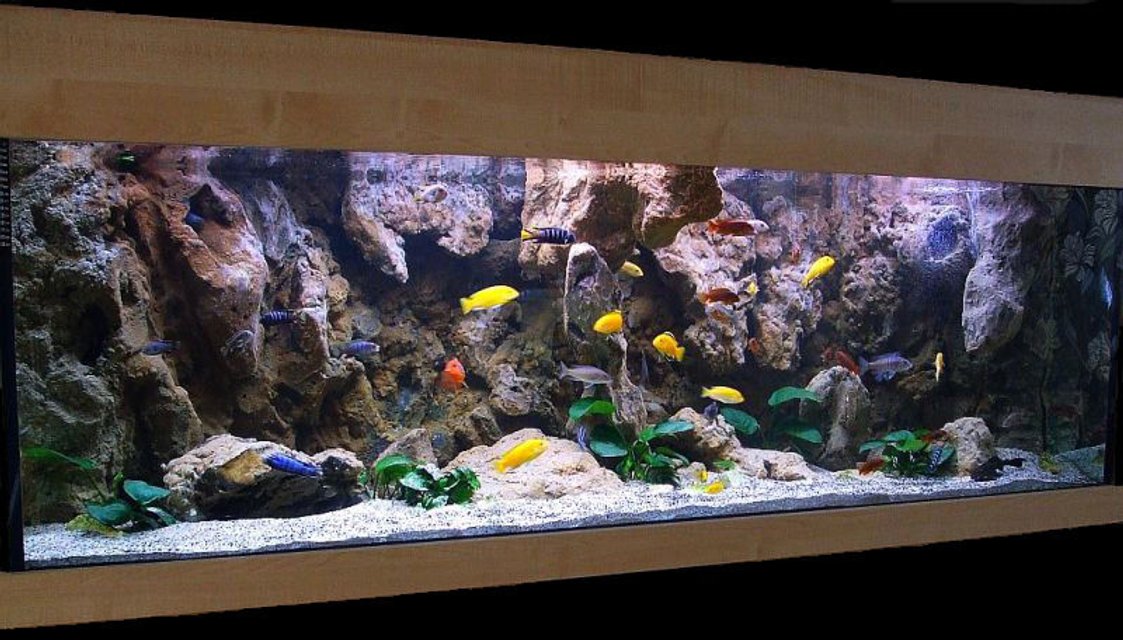 Most Beautiful Freshwater Tanks All Time