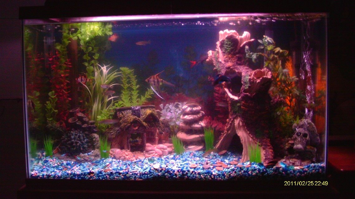 Rated #1829: 29 Gallons Freshwater Fish Tank - Tank setup after 1 month