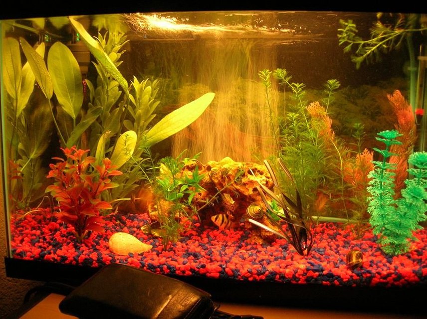 Rated #3377: 10 Gallons Freshwater Fish Tank - 10 gallon with 4 Tiger Barbs, 2 Ghost Shrimp, and 1 Black Mystery Snail.