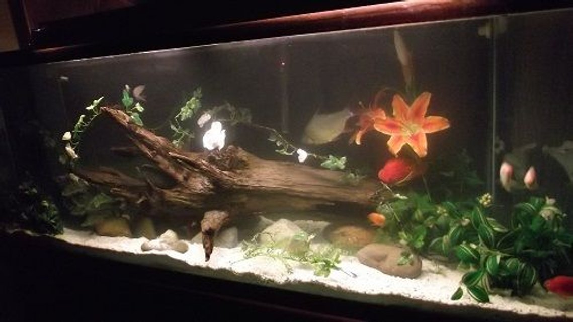 Rated #1344: 180 Gallons Freshwater Fish Tank - my beautiful 180g trying to make everyone happy :)