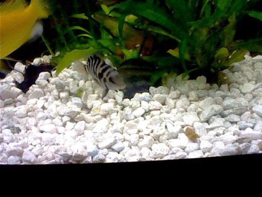 Rated #3633: 47 Gallons Freshwater Fish Tank - Black Convict